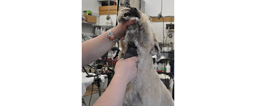 The Soft-Coated Wheaten Terrier